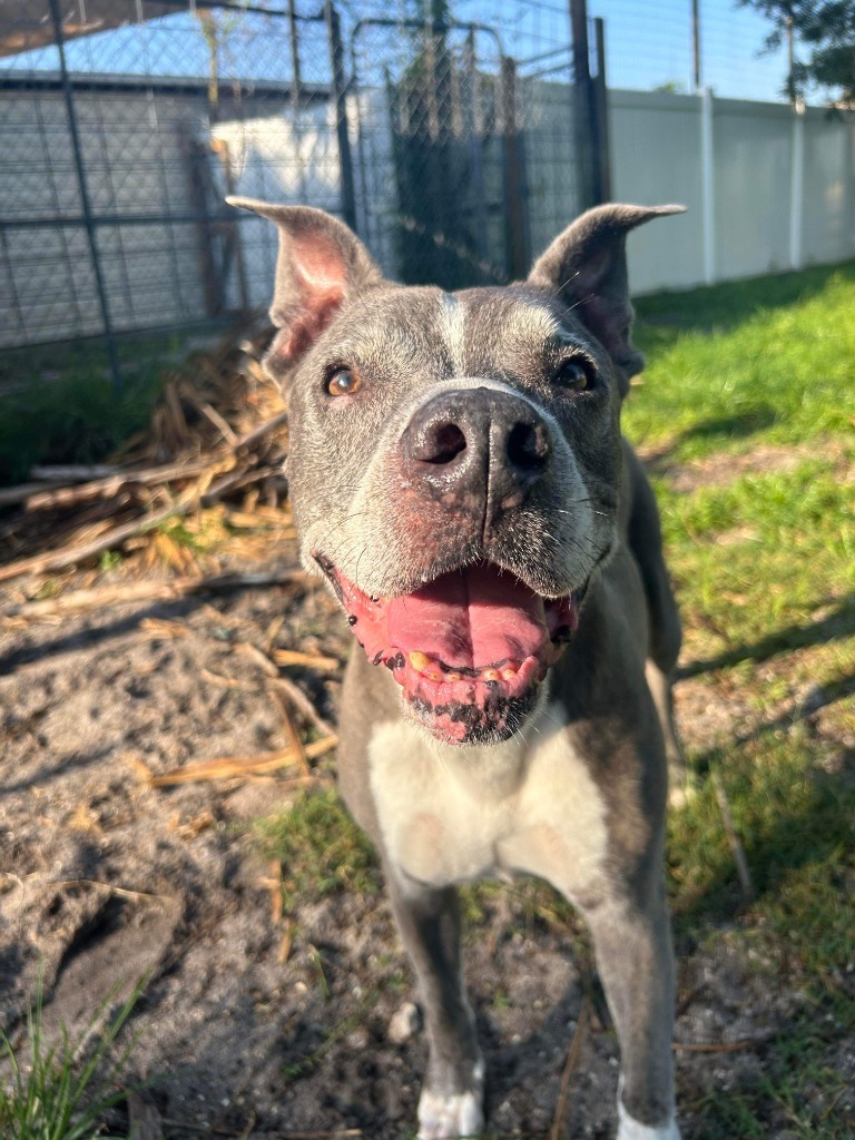 Gandolf, an adoptable Pit Bull Terrier in Sebastian, FL, 32958 | Photo Image 6