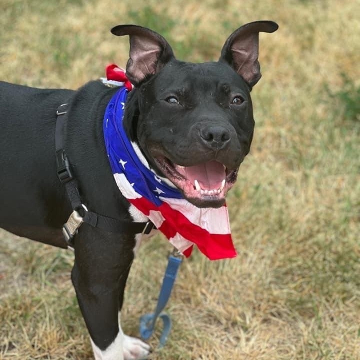 Squiggs, an adoptable Pit Bull Terrier Mix in Watertown, WI_image-2