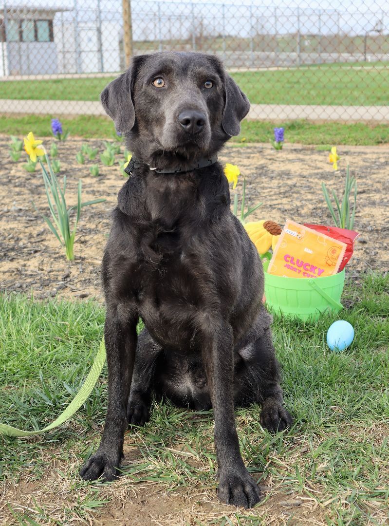 SAMMY - Paws Behind Bars Trained