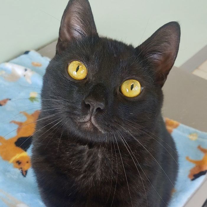 Titan, an adoptable Domestic Short Hair in Belmont, NY, 14813 | Photo Image 2