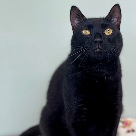 Titan, an adoptable Domestic Short Hair in Belmont, NY, 14813 | Photo Image 3