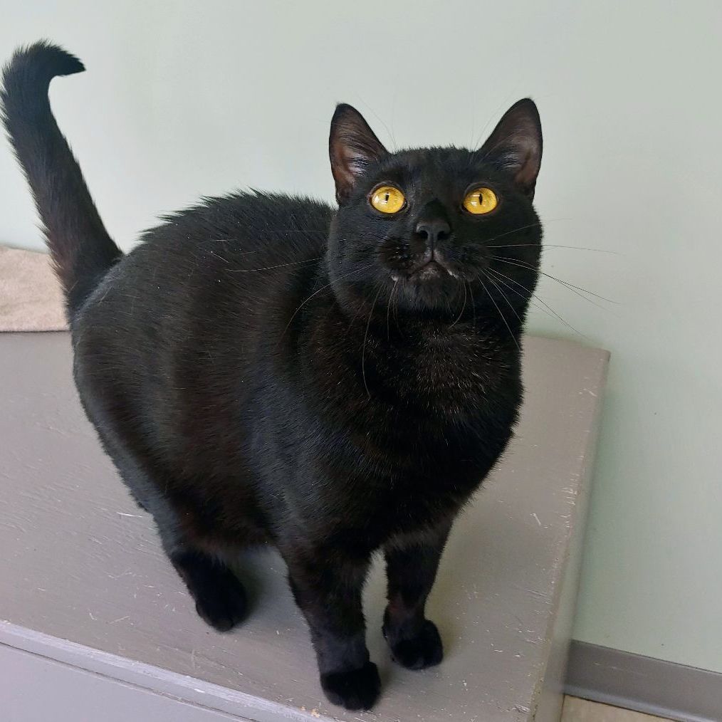 Titan, an adoptable Domestic Short Hair in Belmont, NY, 14813 | Photo Image 4