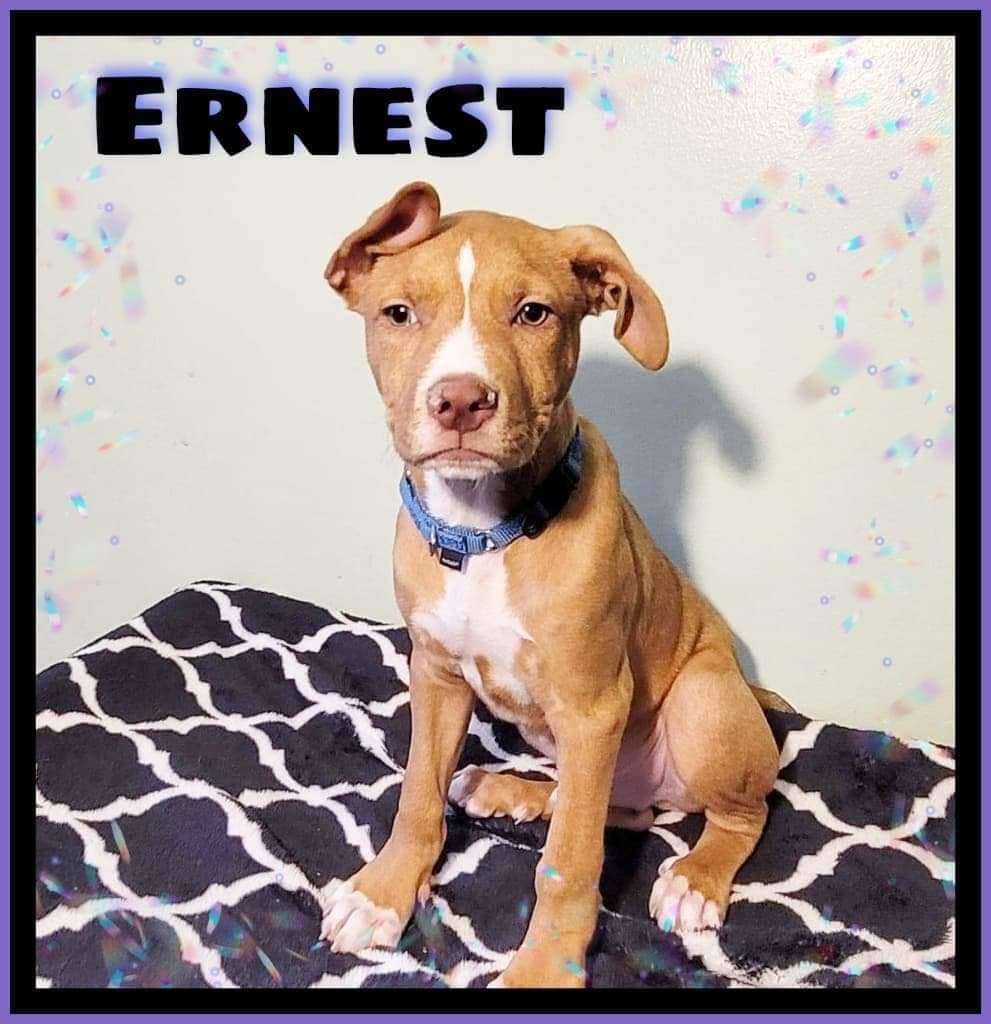 Ernest