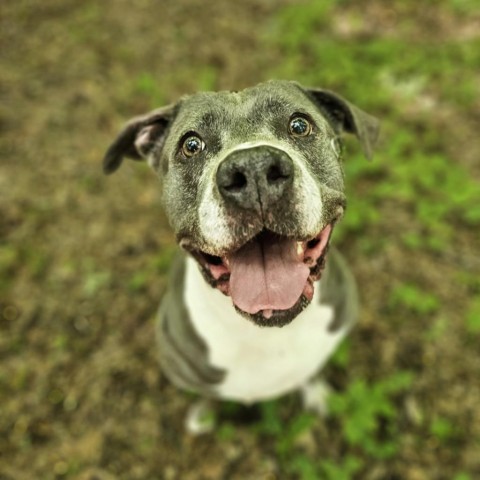 Blue, an adoptable Pit Bull Terrier in Middletown, NY, 10940 | Photo Image 1