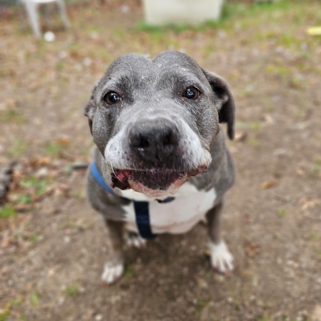 Blue, an adoptable Mixed Breed, Terrier in Middletown, NY, 10940 | Photo Image 1