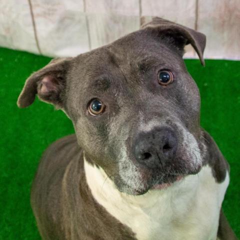 Blue, an adoptable Pit Bull Terrier in Middletown, NY, 10940 | Photo Image 2