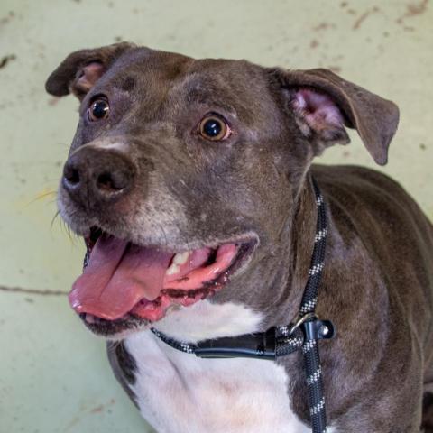 Blue, an adoptable Mixed Breed, Terrier in Middletown, NY, 10940 | Photo Image 2