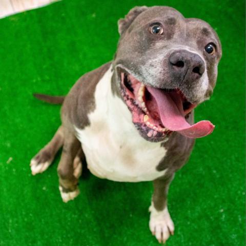 Blue, an adoptable Pit Bull Terrier in Middletown, NY, 10940 | Photo Image 3