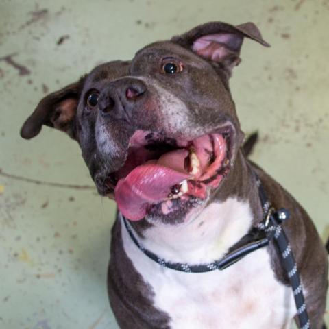 Blue, an adoptable Mixed Breed, Terrier in Middletown, NY, 10940 | Photo Image 3