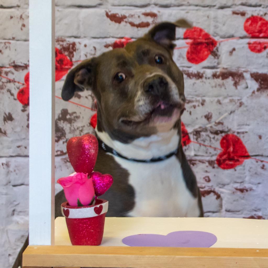 Blue, an adoptable Mixed Breed, Terrier in Middletown, NY, 10940 | Photo Image 3