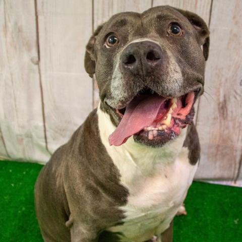 Blue, an adoptable Pit Bull Terrier in Middletown, NY, 10940 | Photo Image 4