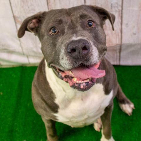 Blue, an adoptable Mixed Breed, Terrier in Middletown, NY, 10940 | Photo Image 4