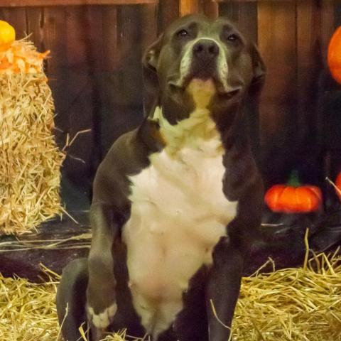 Blue, an adoptable Mixed Breed, Terrier in Middletown, NY, 10940 | Photo Image 4