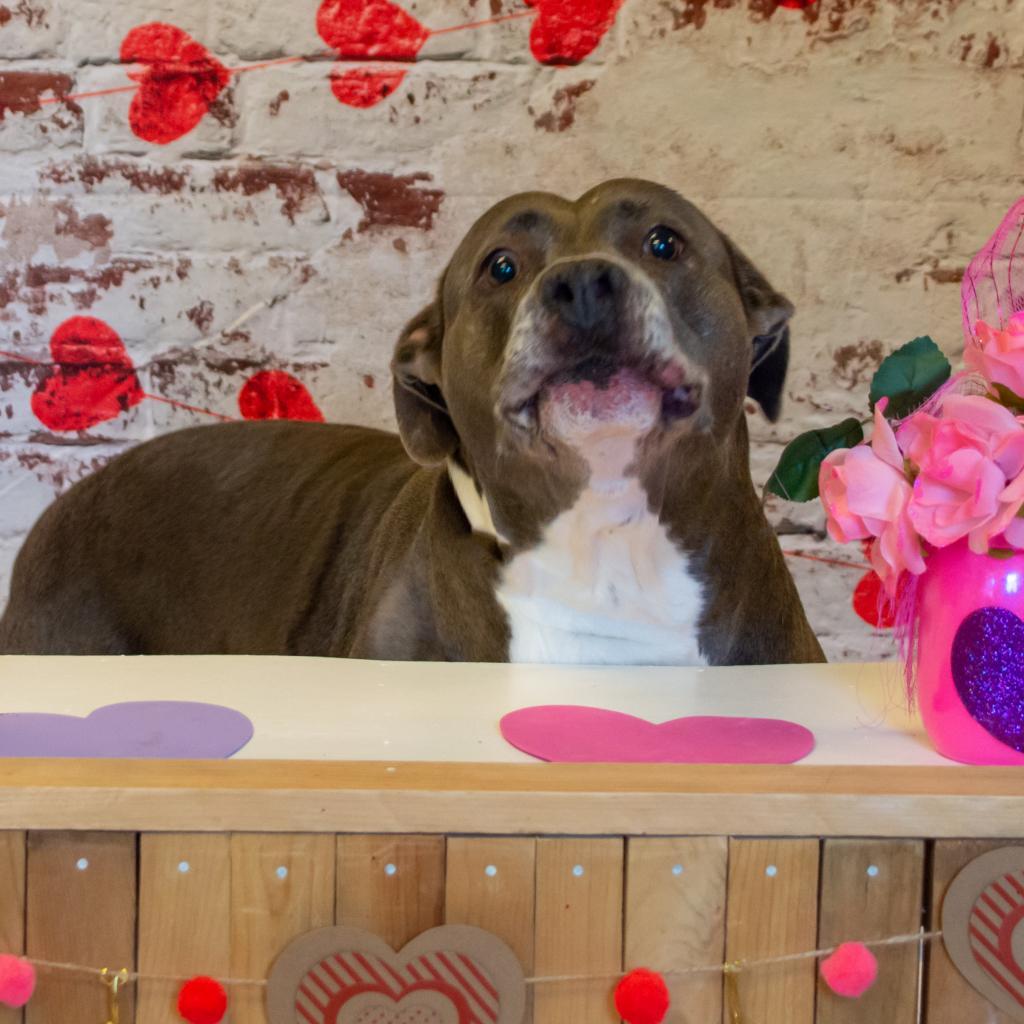 Blue, an adoptable Mixed Breed, Terrier in Middletown, NY, 10940 | Photo Image 4