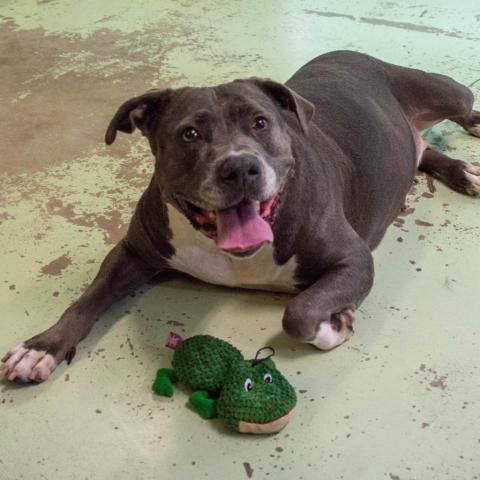 Blue, an adoptable Pit Bull Terrier in Middletown, NY, 10940 | Photo Image 5