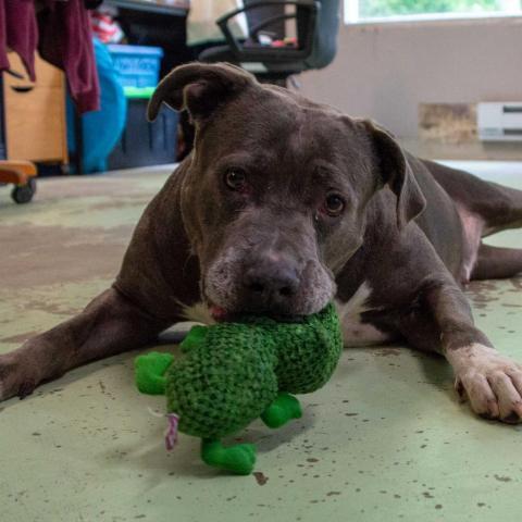 Blue, an adoptable Pit Bull Terrier in Middletown, NY, 10940 | Photo Image 6