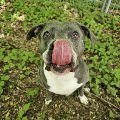 Blue, an adoptable Pit Bull Terrier in Middletown, NY, 10940 | Photo Image 6