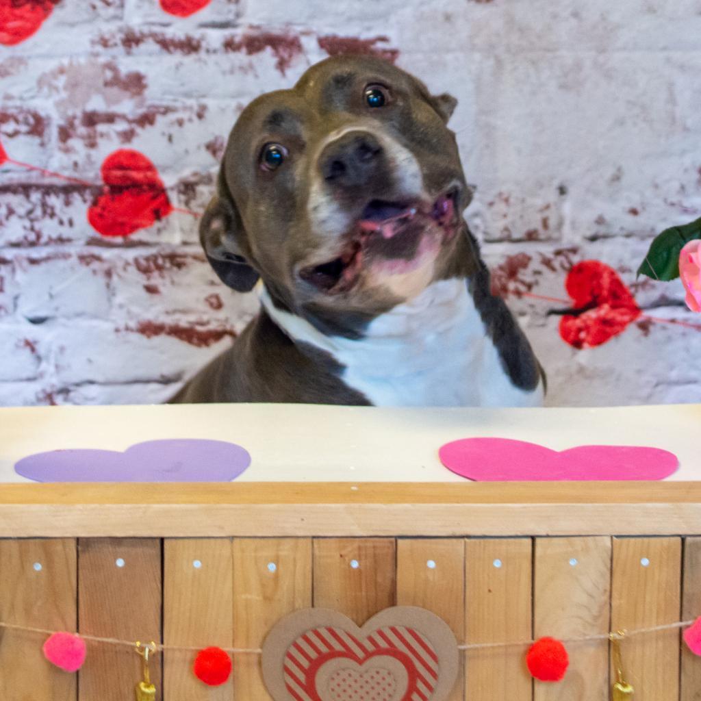 Blue, an adoptable Mixed Breed, Terrier in Middletown, NY, 10940 | Photo Image 6