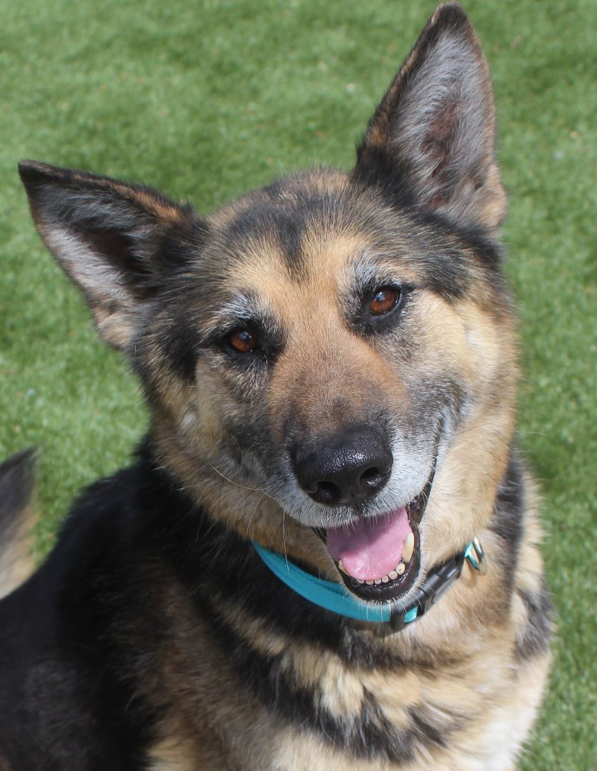 Anderson, an adoptable German Shepherd Dog in Red Bluff, CA, 96080 | Photo Image 2