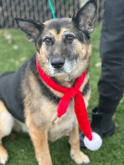 Anderson, an adoptable German Shepherd Dog in Red Bluff, CA, 96080 | Photo Image 1