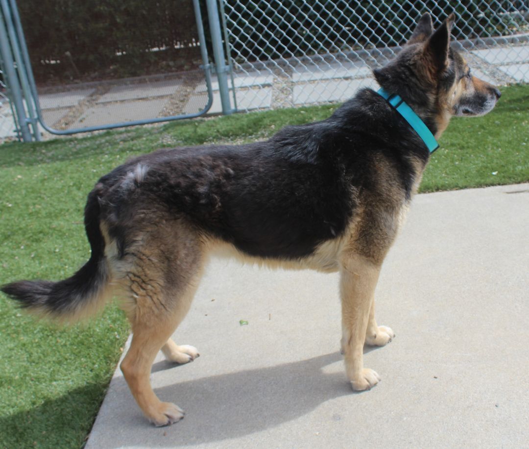 Anderson, an adoptable German Shepherd Dog in Red Bluff, CA, 96080 | Photo Image 3