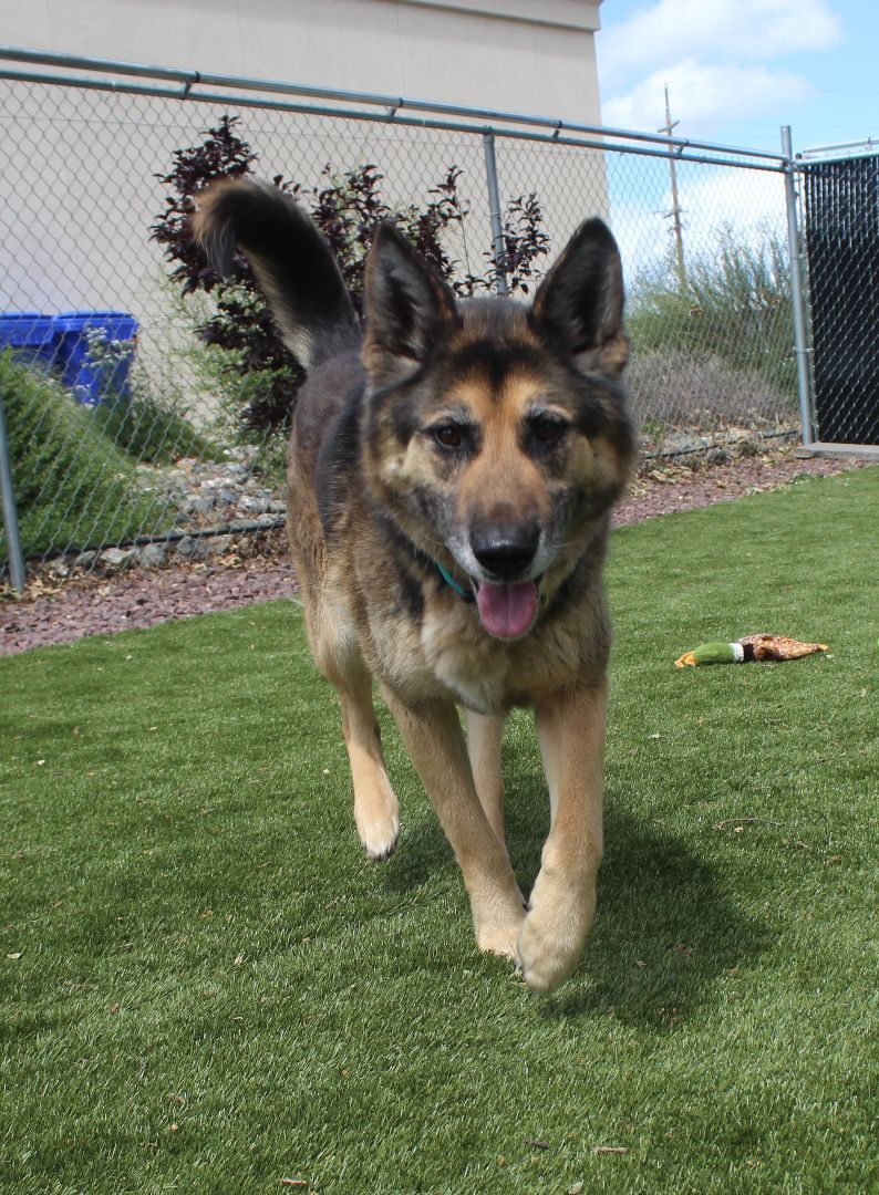 Anderson, an adoptable German Shepherd Dog in Red Bluff, CA, 96080 | Photo Image 4