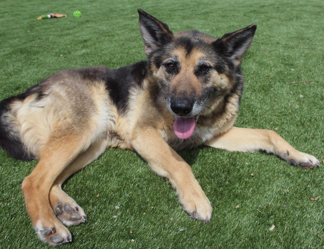 Anderson, an adoptable German Shepherd Dog in Red Bluff, CA, 96080 | Photo Image 5