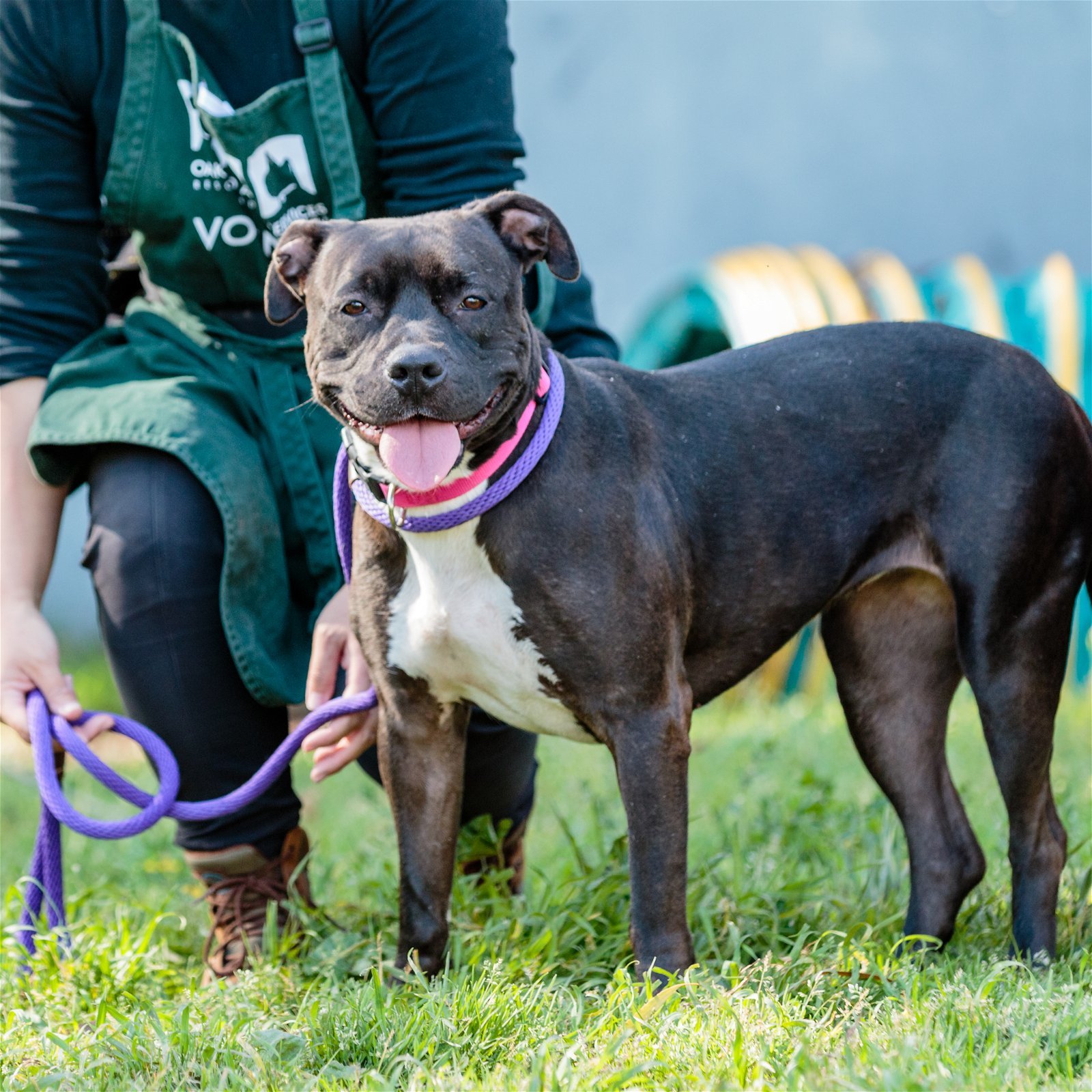 Tsunami (bonded w/Bentley)