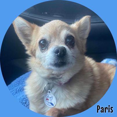 Paris, an adoptable Pomeranian & Chihuahua Mix in Glendora, CA_image-5