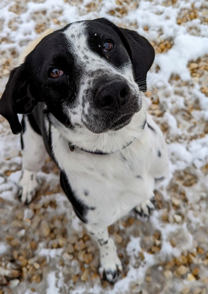 Thor, an adopted Bluetick Coonhound & Border Collie Mix in Monticello, IA_image-1