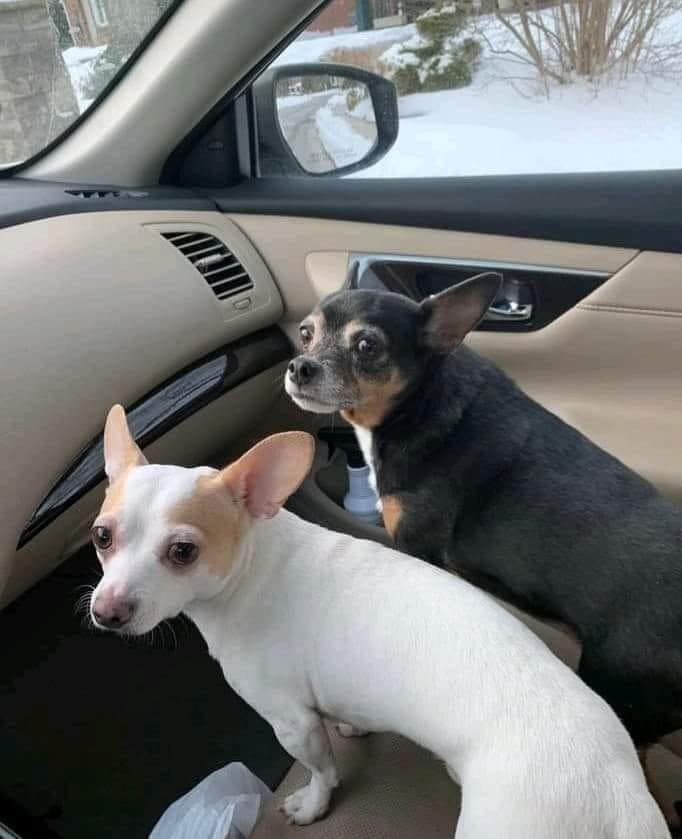 Paco (white) and Piggy (black)