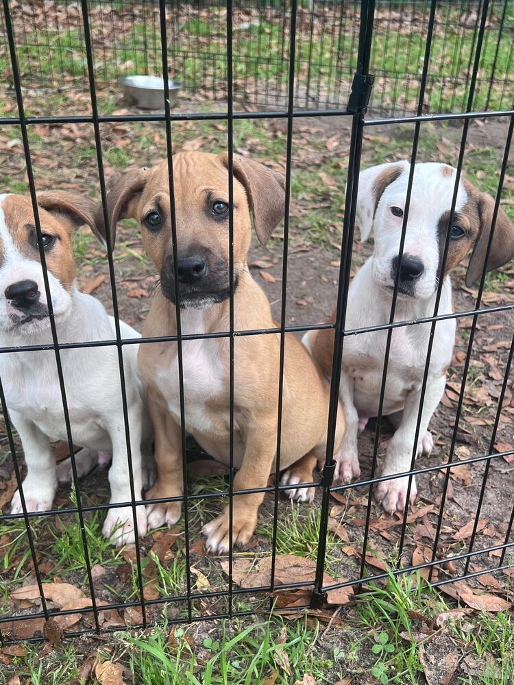 Duncan (Right) - IN FOSTER HOME