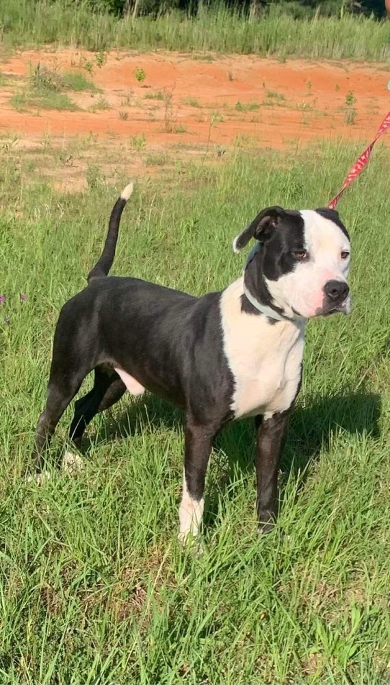 Luke, an adoptable American Bulldog in Troy, AL, 36081 | Photo Image 1