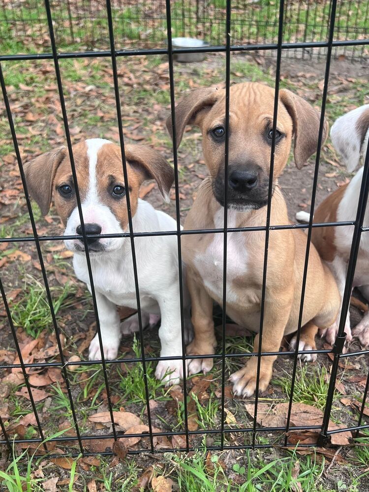 Darren (Left) - IN FOSTER HOME