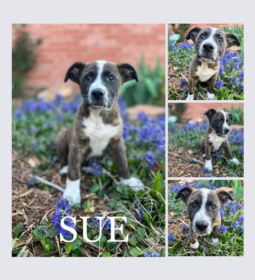 Sue