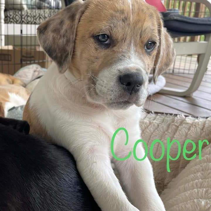 Cooper