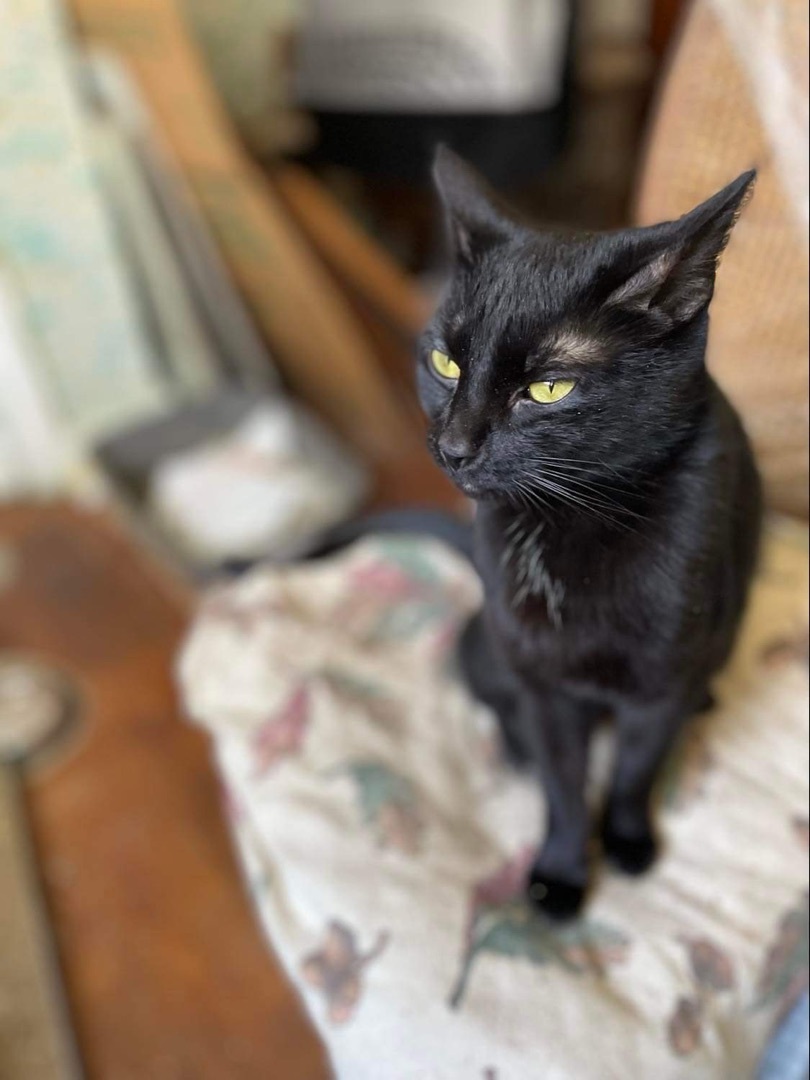 Salem and MewMew, an adoptable Domestic Short Hair in Manchester, CT, 06042 | Photo Image 4