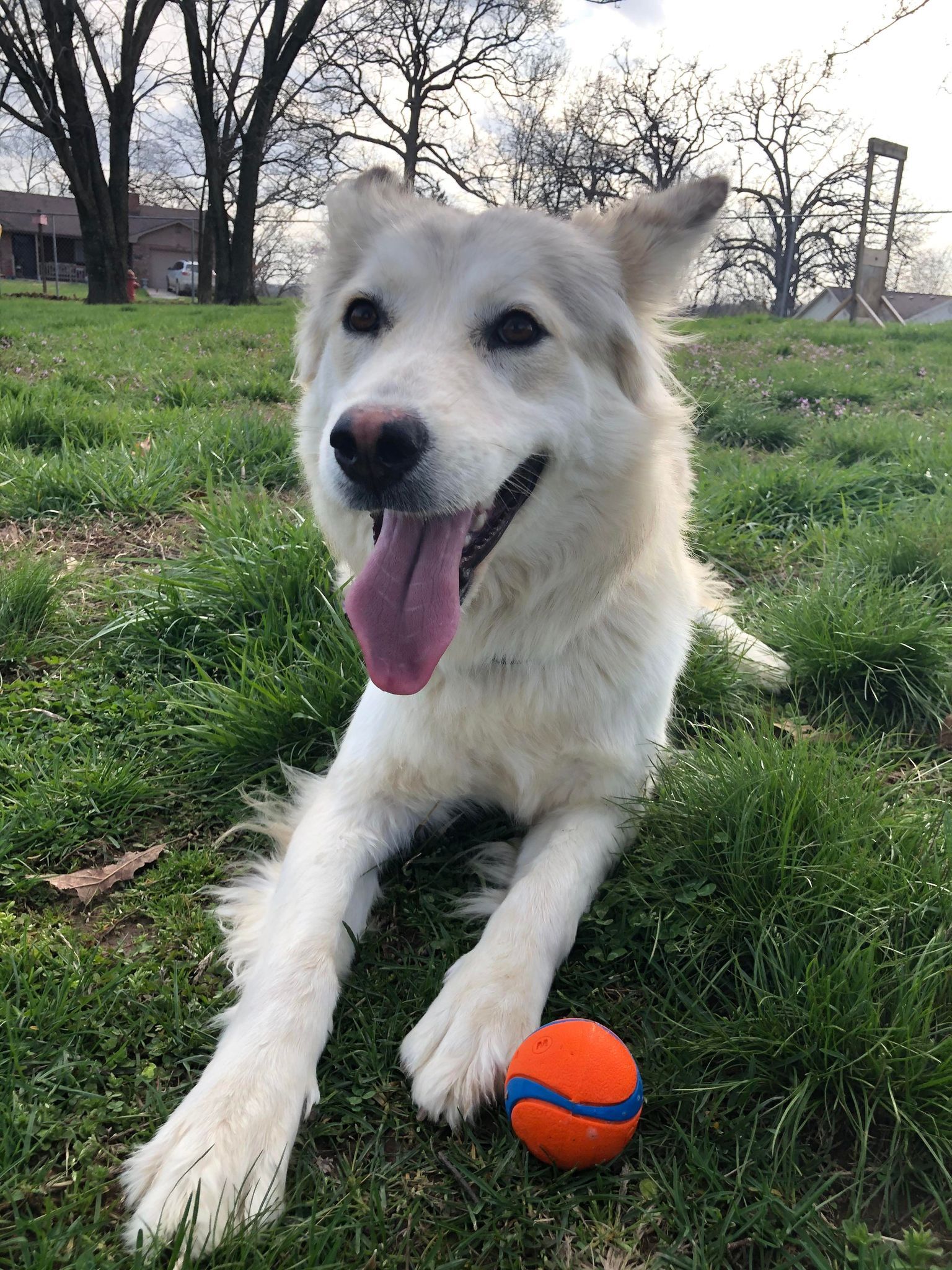 Star, an adoptable Husky in Jefferson City, MO, 65110 | Photo Image 4