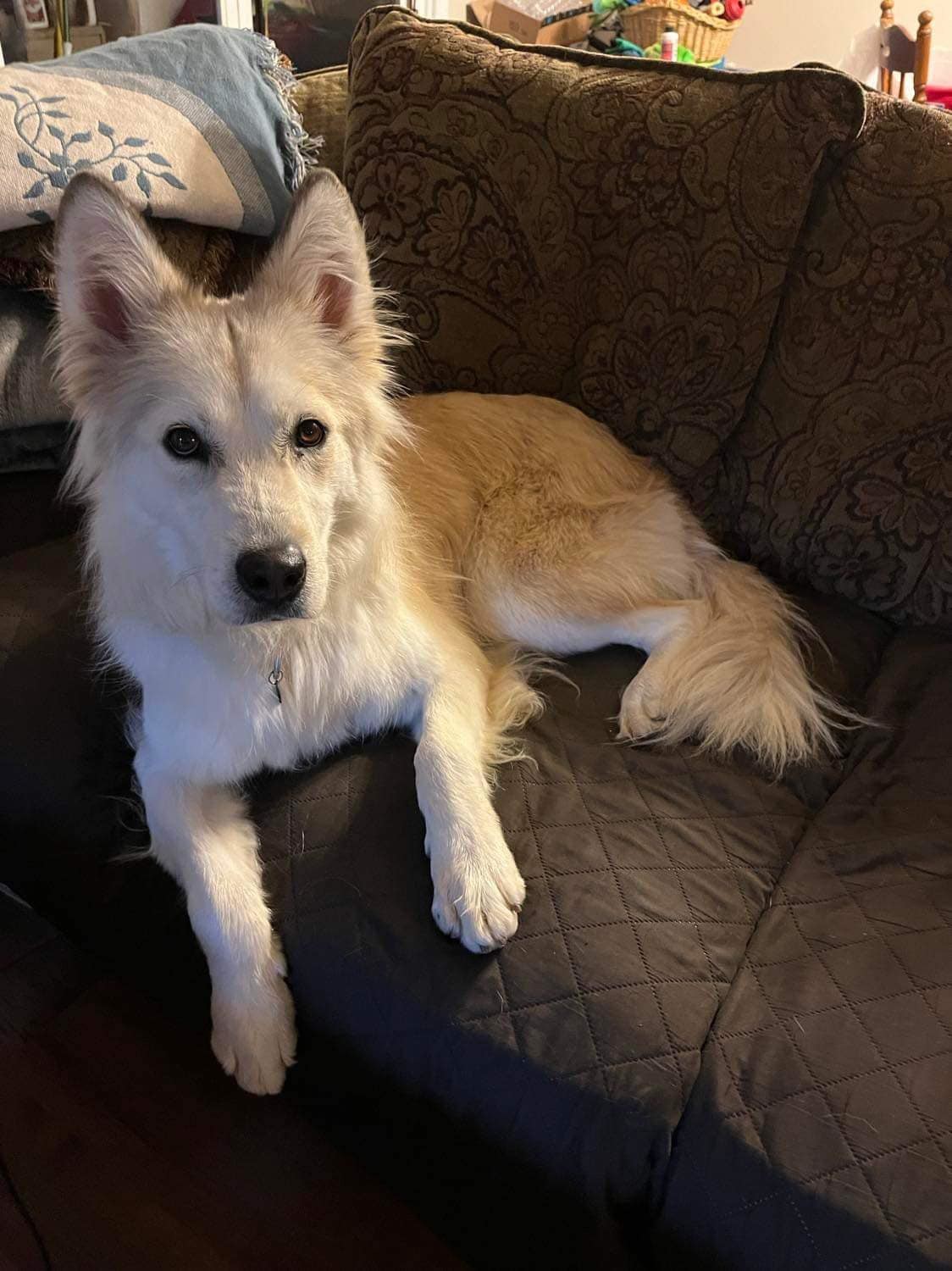 Star, an adoptable Husky in Jefferson City, MO, 65110 | Photo Image 6