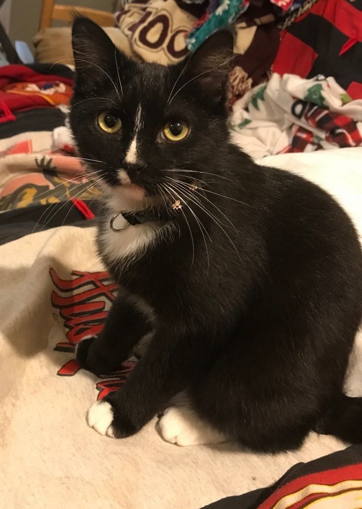 RIP, an adopted Tuxedo & Domestic Short Hair Mix in Omaha, NE_image-1