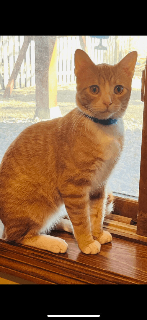 Cheddar, an adopted Tabby & Domestic Short Hair Mix in Omaha, NE_image-1