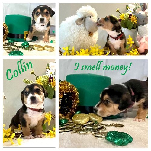 Molly Maguire Litter: Collin