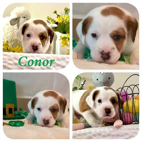 Molly Maguire Litter: Conor