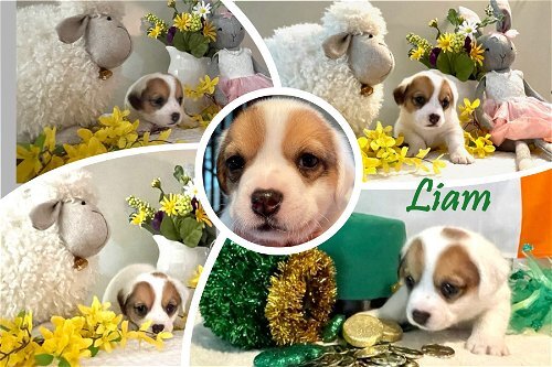 Molly Maguire Litter: Liam