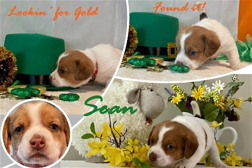 Molly Maguire Litter: Sean