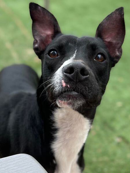 Stanley, an adopted Basenji & Bull Terrier Mix in Cypress, TX_image-1