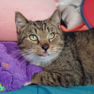 5192018 Josie is a beautiful little sweetheart a young adult brown tabby tuxedo girl with adorabl