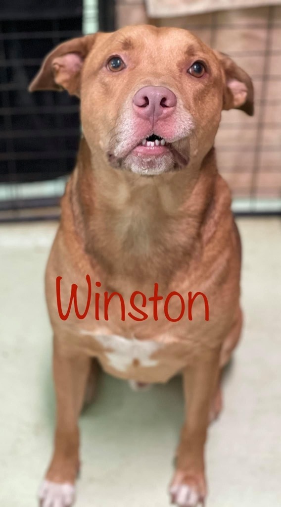 Winston