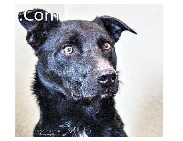 .Com, an adoptable Labrador Retriever in Hot Springs, SD, 57747 | Photo Image 1