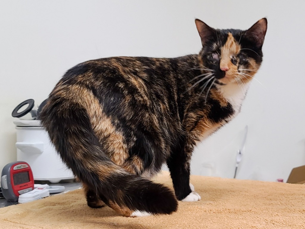 Harriet, an adoptable Domestic Short Hair in Camp Hill, PA, 17001 | Photo Image 1